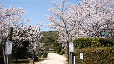 仏心寺春の風景画像