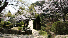 仏心寺春の風景画像