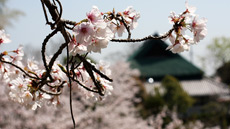 仏心寺春の風景画像