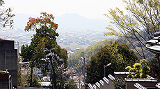 仏心寺春の風景画像